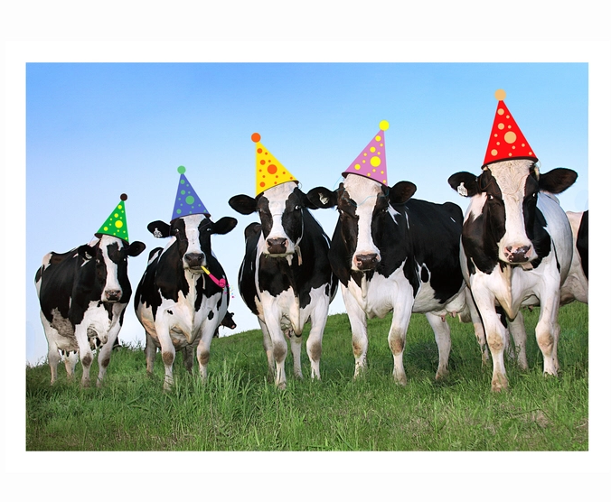Party Cows - Birthday Card