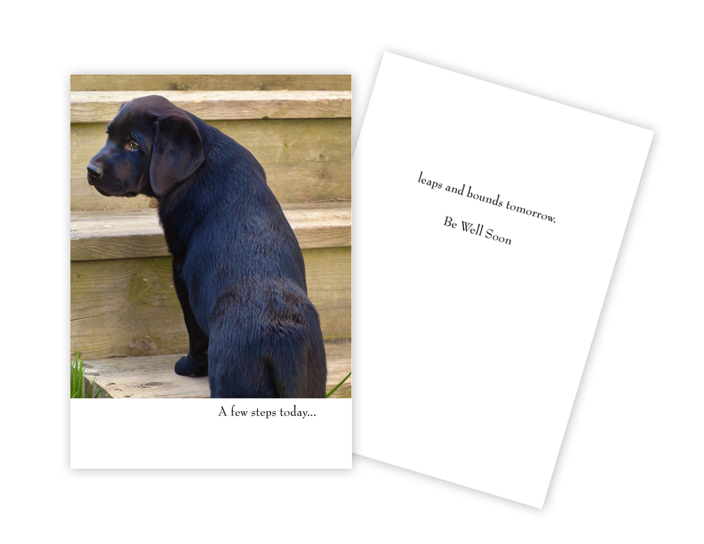 Dog on Steps Get Well Card