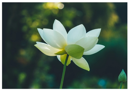 Floral - Sympathy Card