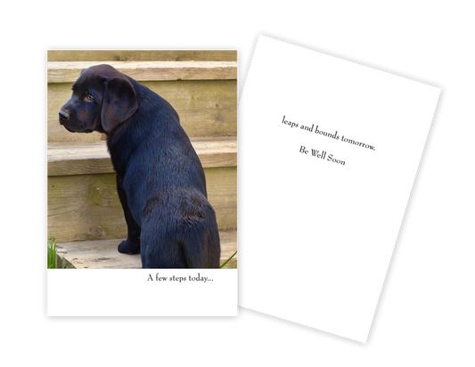 Dog on Steps Get Well Card