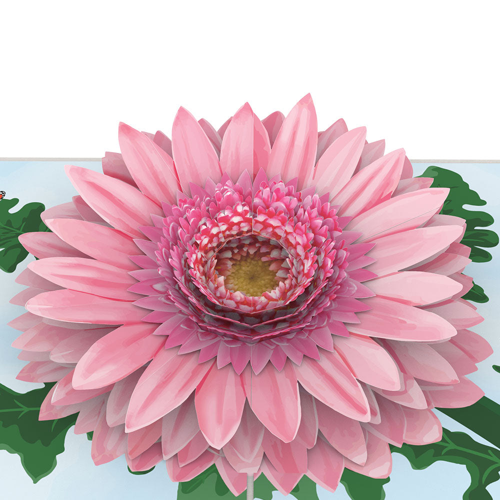 Pink Gerbera Daisy Pop-Up Card